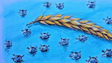Photo of From the NATO summit to the grain corridor