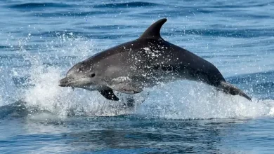 Photo of UK: Russia Is ‘Training Combat Dolphins’ in Crimea