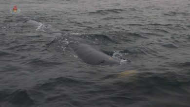 Photo of North Korea says it tested new nuclear underwater drone