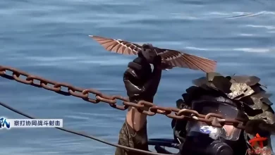Photo of Report: China Unveils Military Spy Drones Disguised as Birds