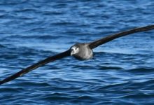 Photo of UC Researchers Explore Drone Concept That Mimics Albatross Flight