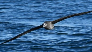 Photo of UC Researchers Explore Drone Concept That Mimics Albatross Flight