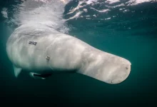 Photo of Germany unveils long-endurance Greyshark underwater drones