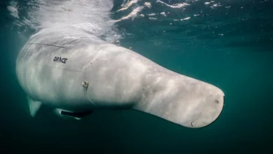 Photo of Germany unveils long-endurance Greyshark underwater drones