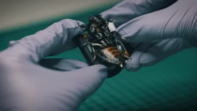Photo of German startup develops cyborg insect swarms for NATO forces