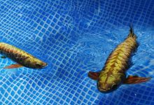 Photo of China’s Bizarre New Underwater Robot Mimics a Golden Arowana