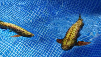 Photo of China’s Bizarre New Underwater Robot Mimics a Golden Arowana